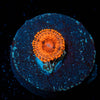 Darth Maul Zoanthid - riptide aquaculture llc