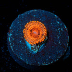 Darth Maul Zoanthid - riptide aquaculture llc