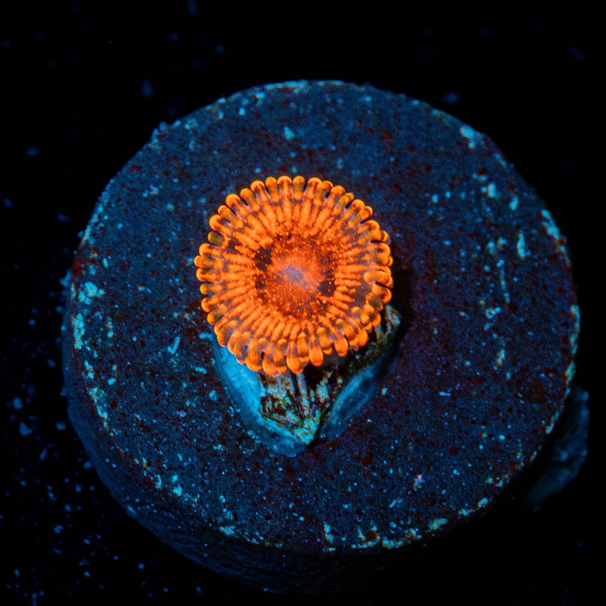 Darth Maul Zoanthid - riptide aquaculture llc