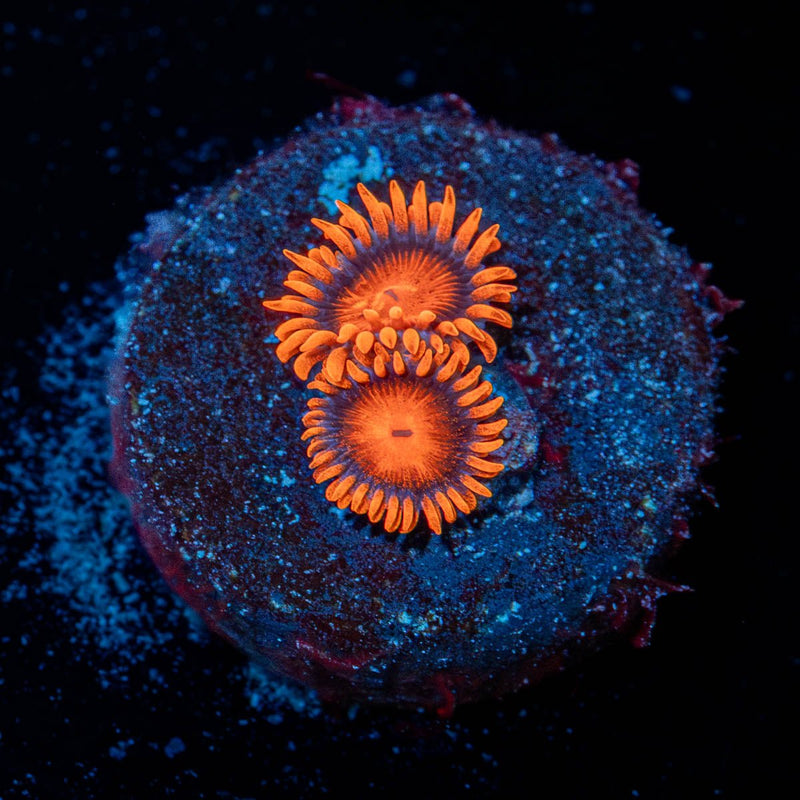 Orange Bam Bam Zoanthid