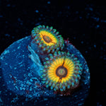 Sonic flayers Zoanthid - riptide aquaculture llc