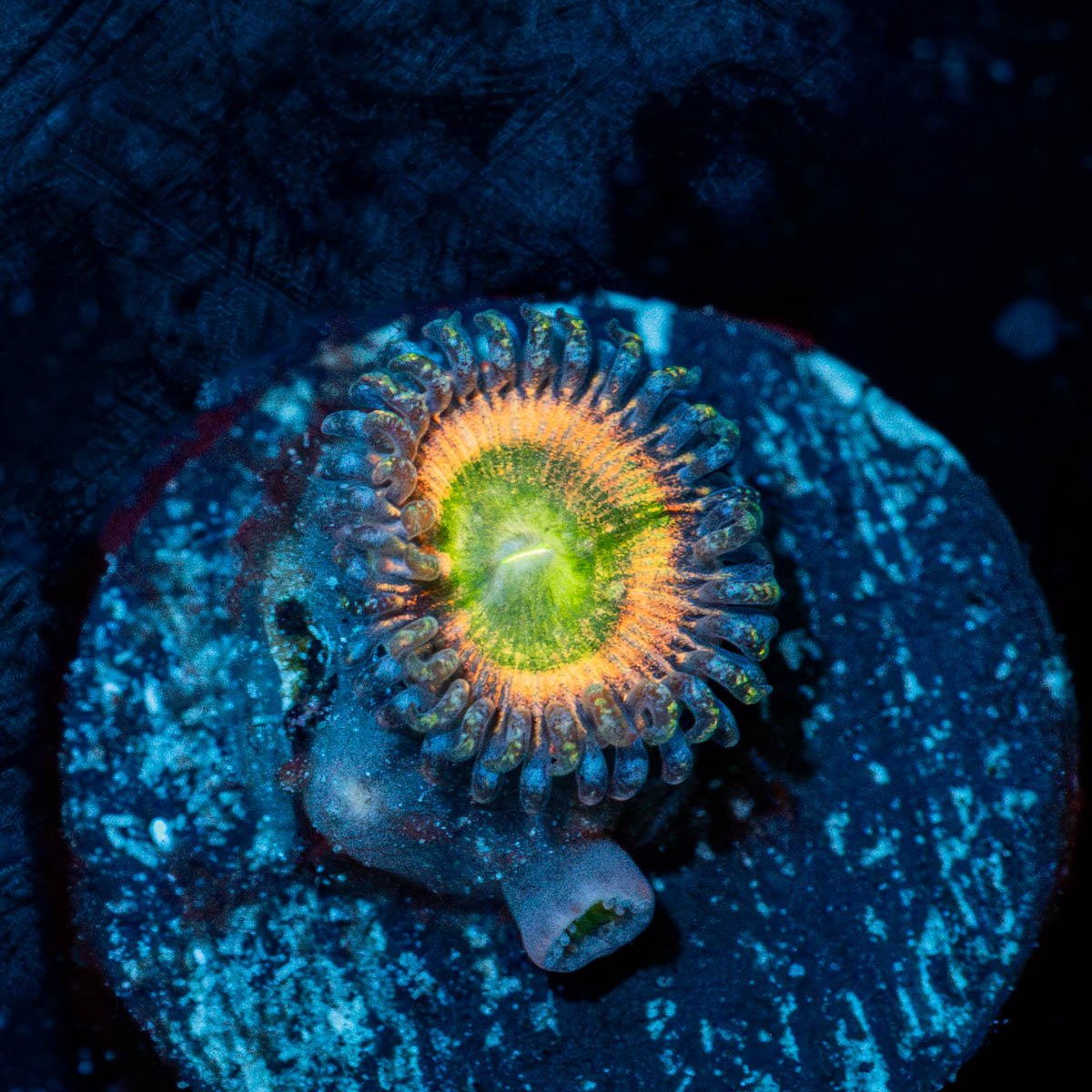 Funny D's Zoanthid - riptide aquaculture llc