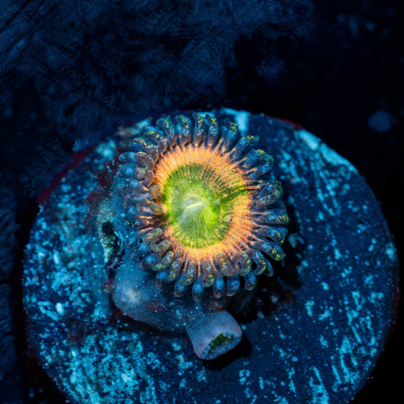 Funny D's Zoanthid