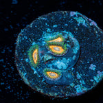 fairy Tales Zoathind - riptide aquaculture llc