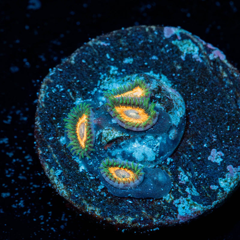 fairy Tales Zoathind