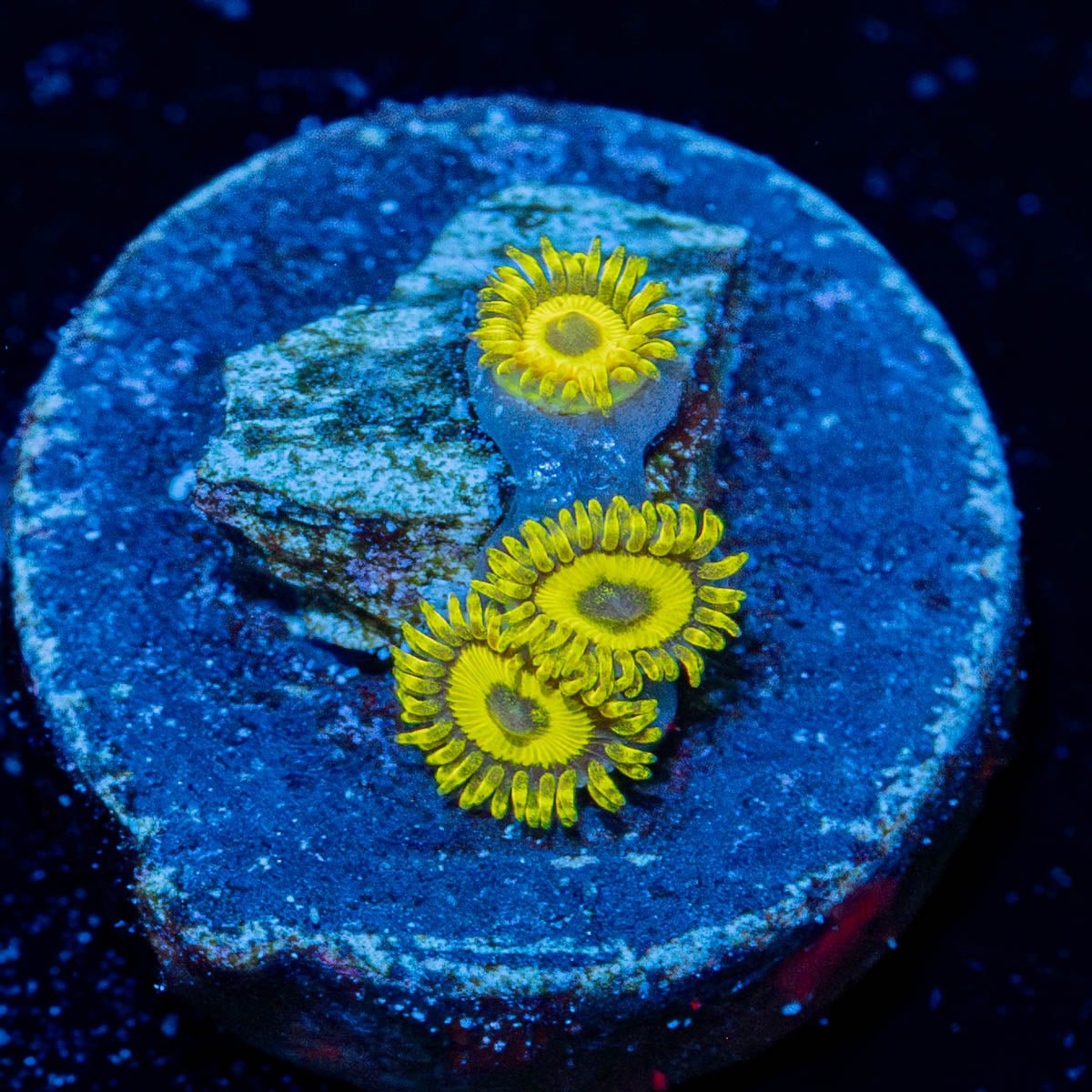 La Lakers Zoanthid - riptide aquaculture llc