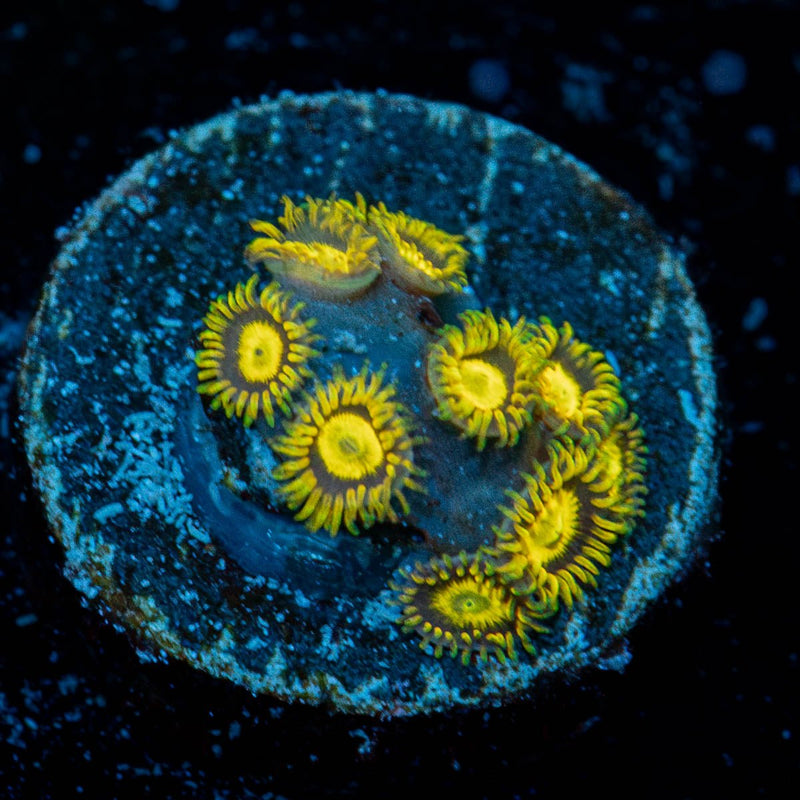 King Midas Zoanthid