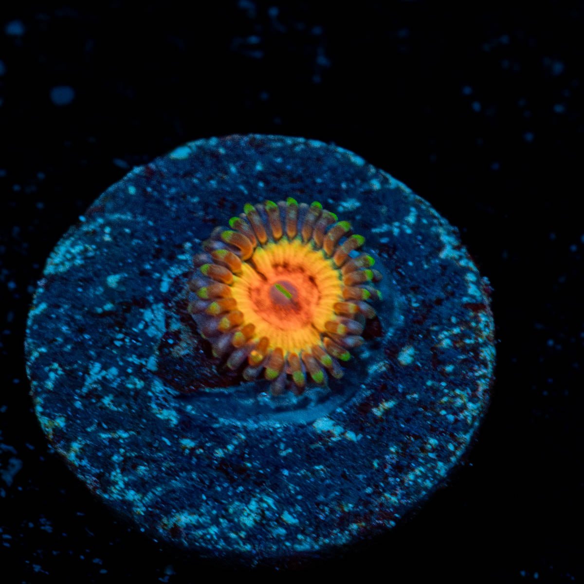Valkarys Zoanthid - riptide aquaculture llc