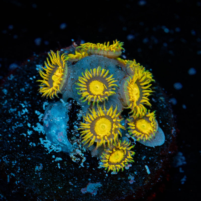 King Midas Zoanthid
