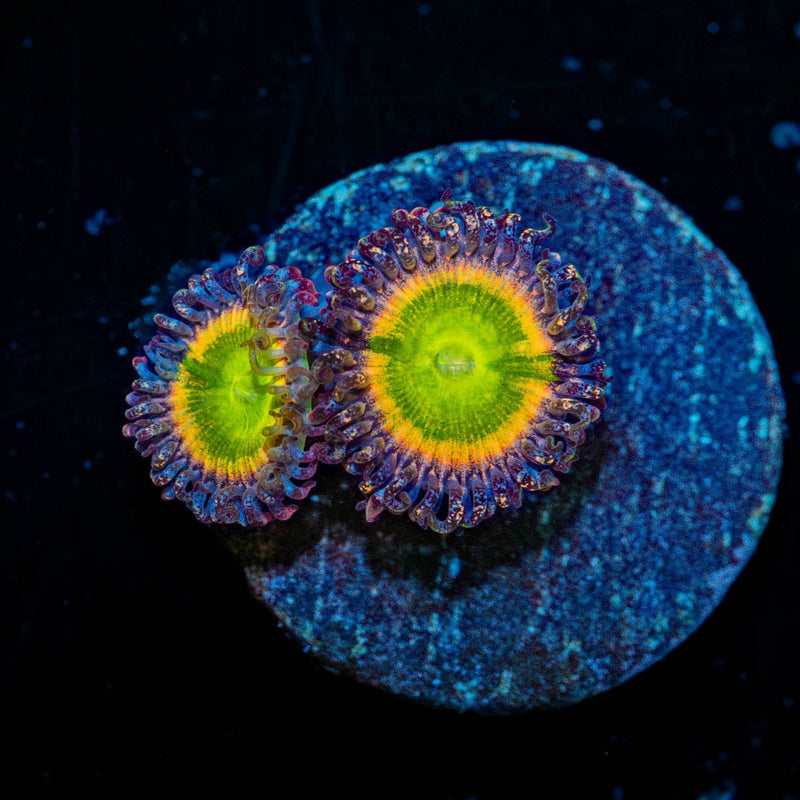 Funny D's Zoanthid