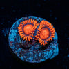 Orange Bam Bam Zoanthid - riptide aquaculture llc