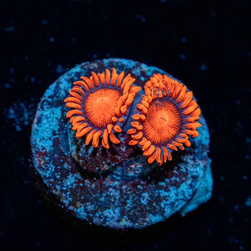 Orange Bam Bam Zoanthid