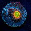 Peach Tea Zoanthid - riptide aquaculture llc