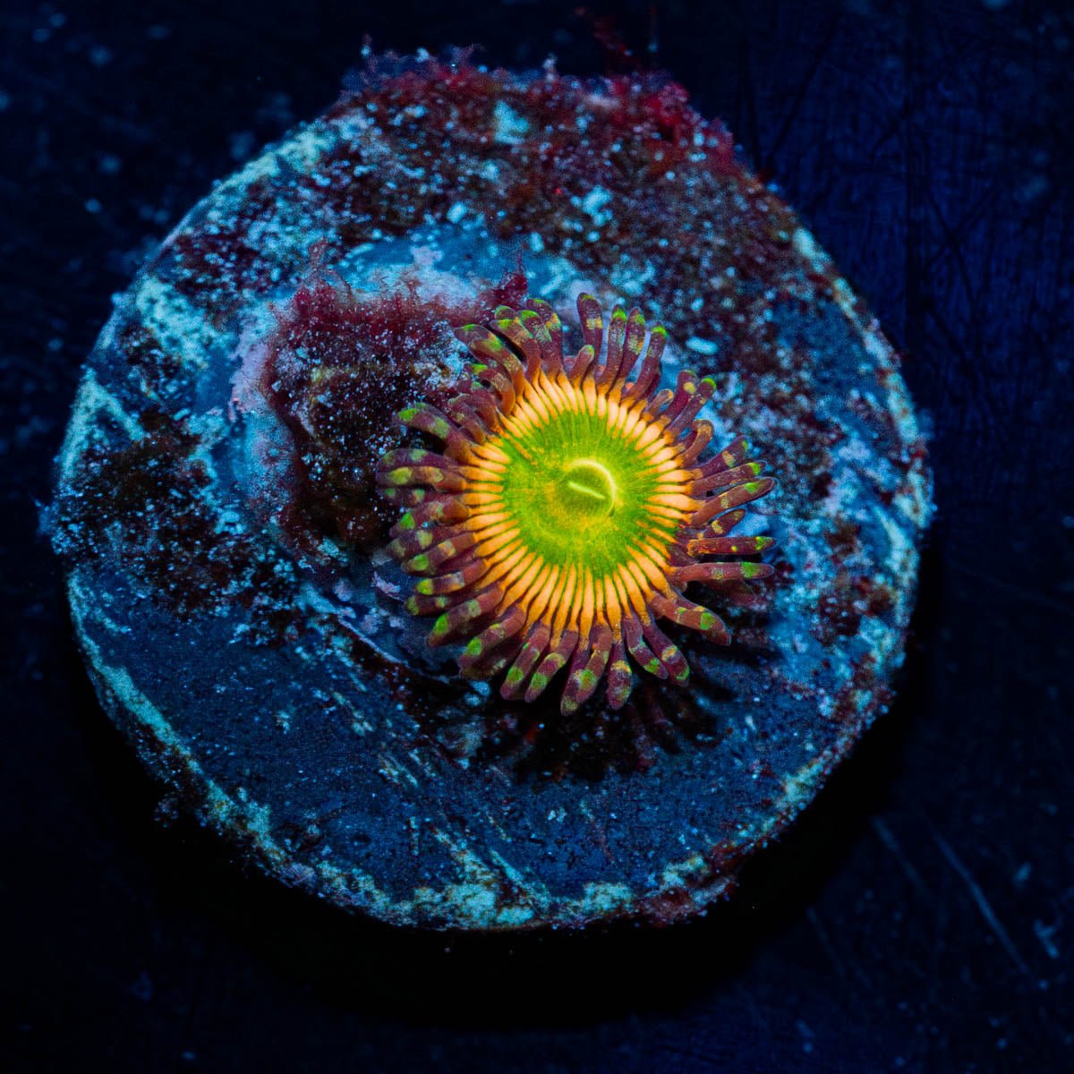 Peach Tea Zoanthid - riptide aquaculture llc