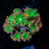 ARC Firework Clove Polyps - riptide aquaculture llc