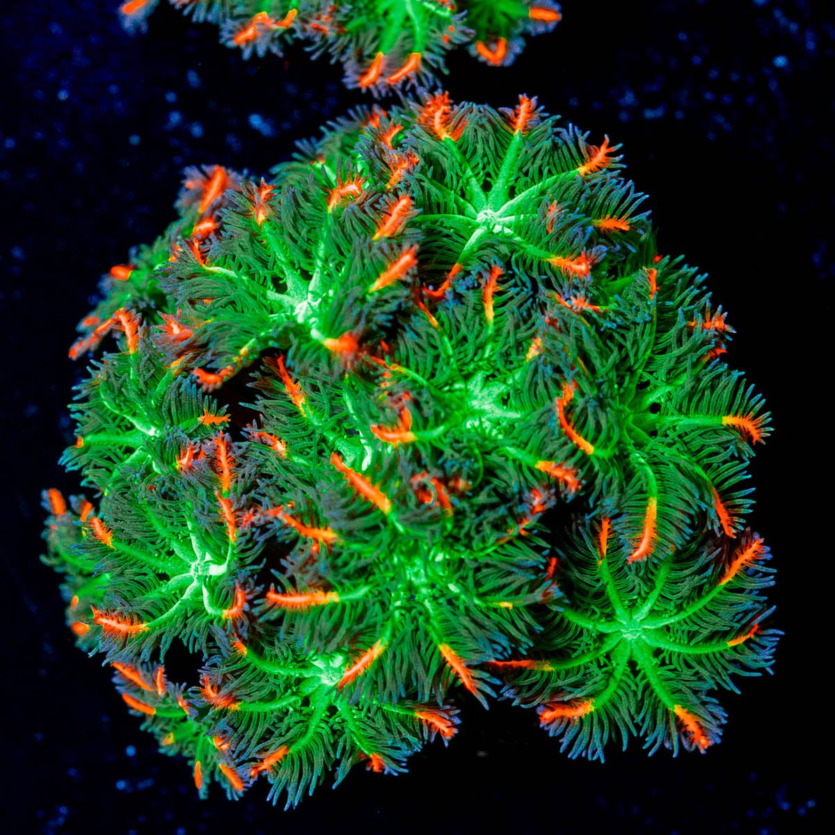 ARC Firework Clove Polyps - riptide aquaculture llc