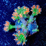 ARC Firework Clove Polyps - riptide aquaculture llc