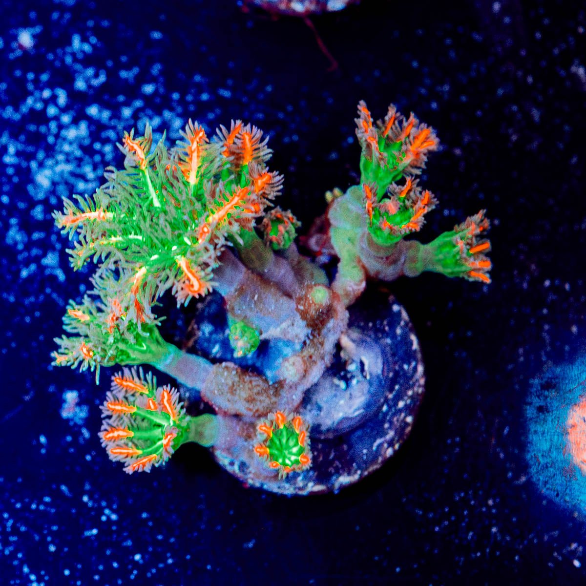 ARC Firework Clove Polyps - riptide aquaculture llc