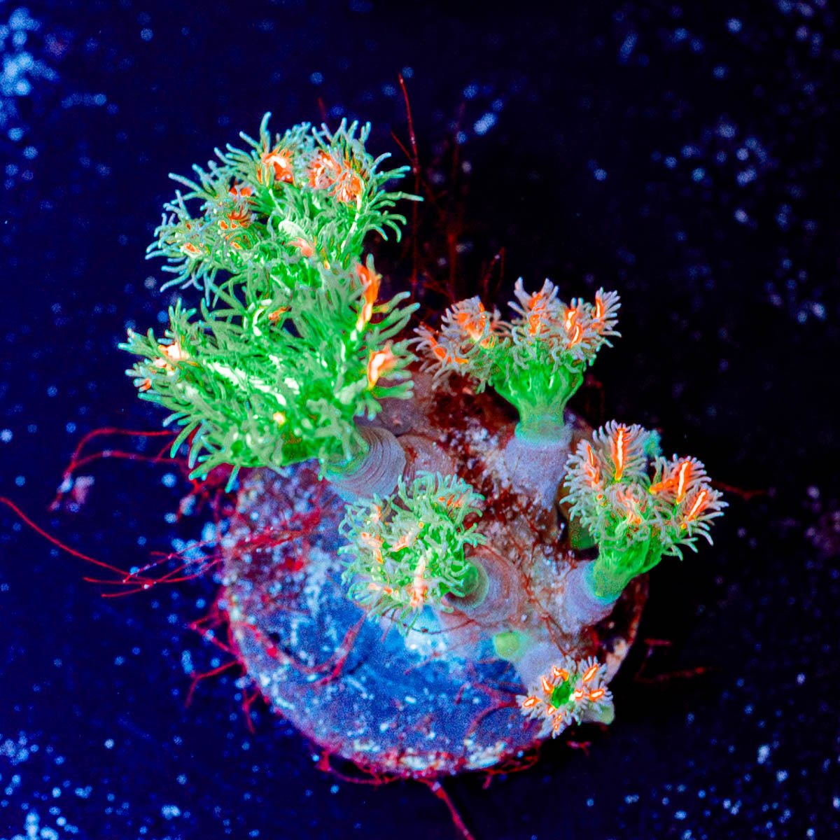 ARC Firework Clove Polyps - riptide aquaculture llc