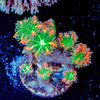 ARC Firework Clove Polyps - riptide aquaculture llc
