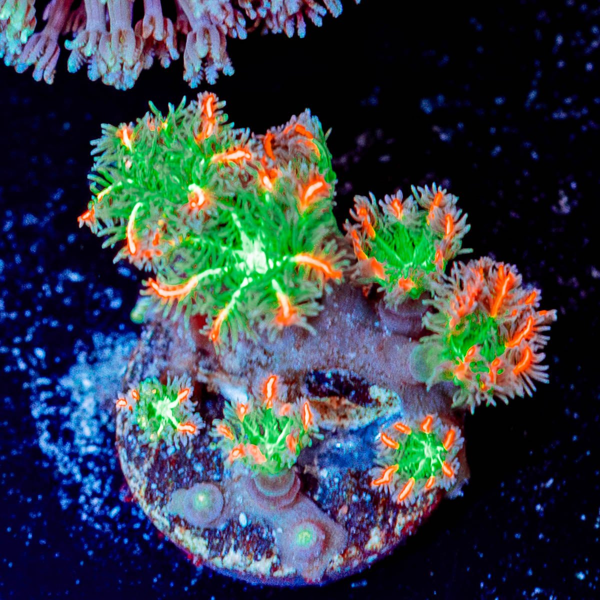 ARC Firework Clove Polyps - riptide aquaculture llc
