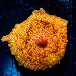 Metallic Unbrella Mushroom - riptide aquaculture llc