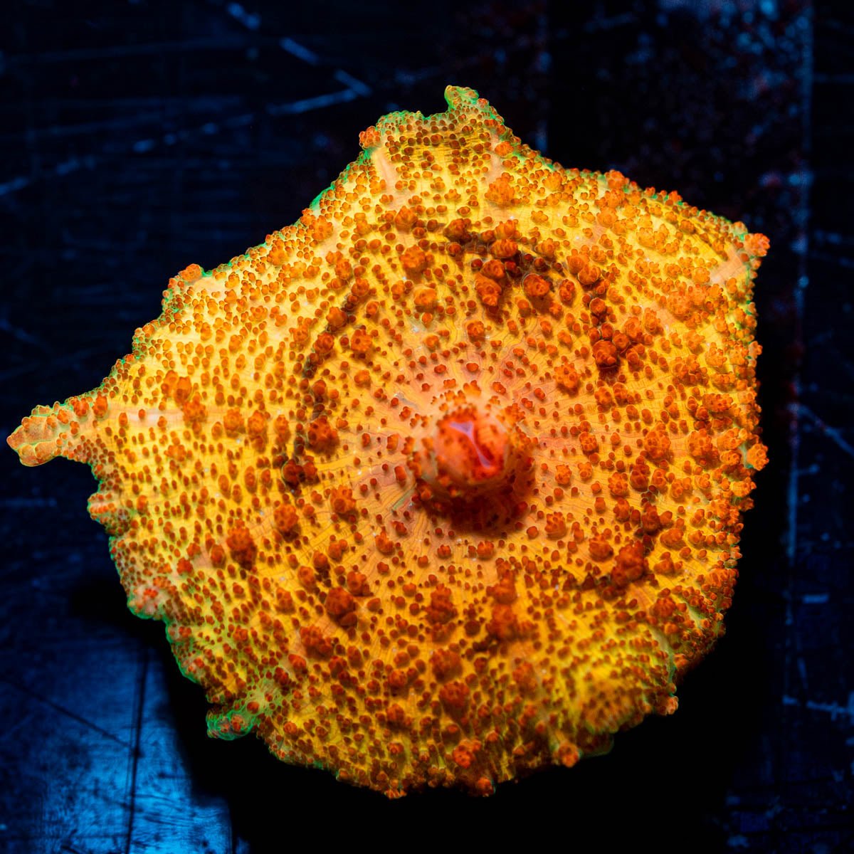 Metallic Unbrella Mushroom - riptide aquaculture llc