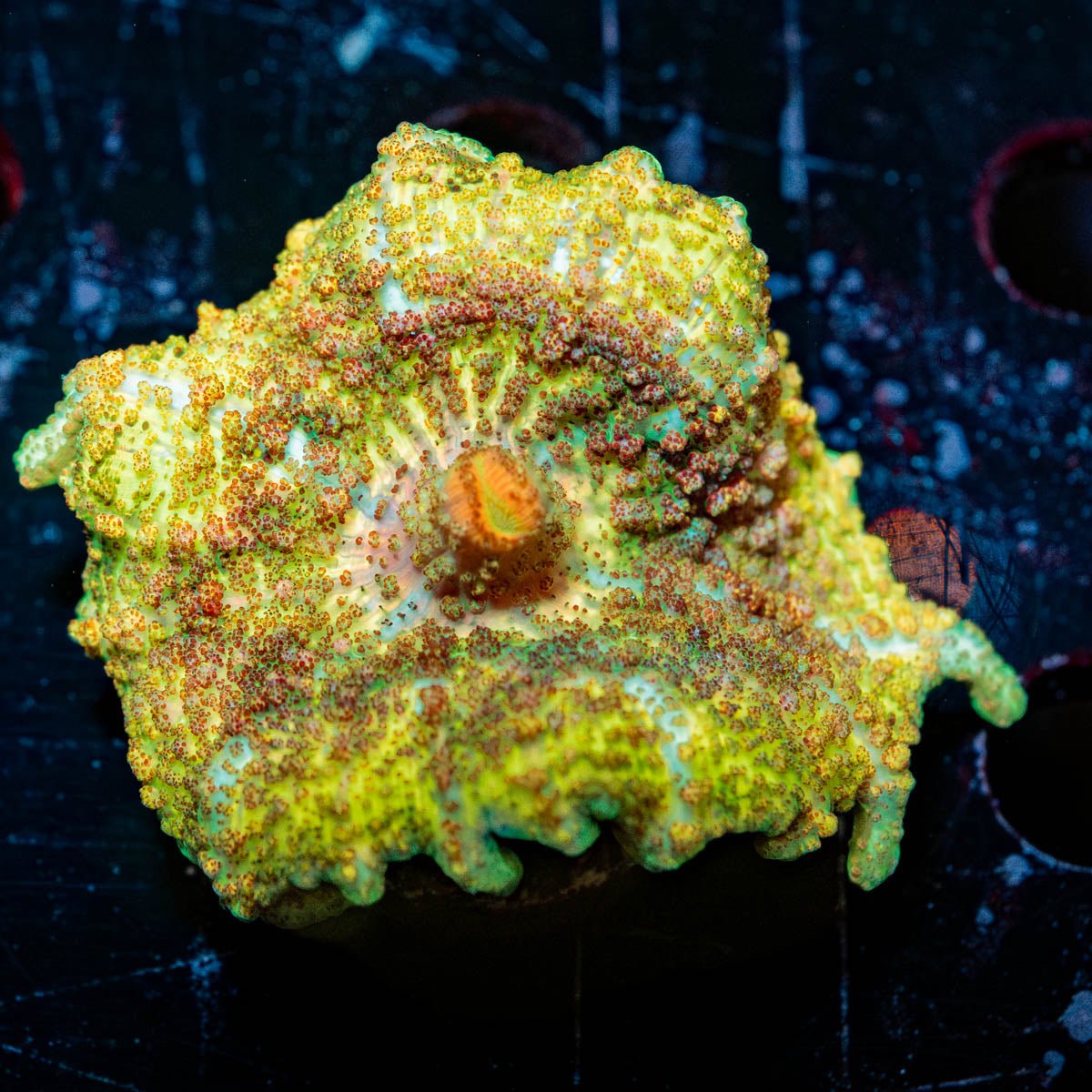 Metallic Unbrella Mushroom - riptide aquaculture llc