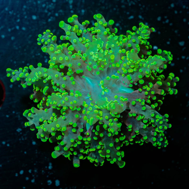 Neon Green Octospawn