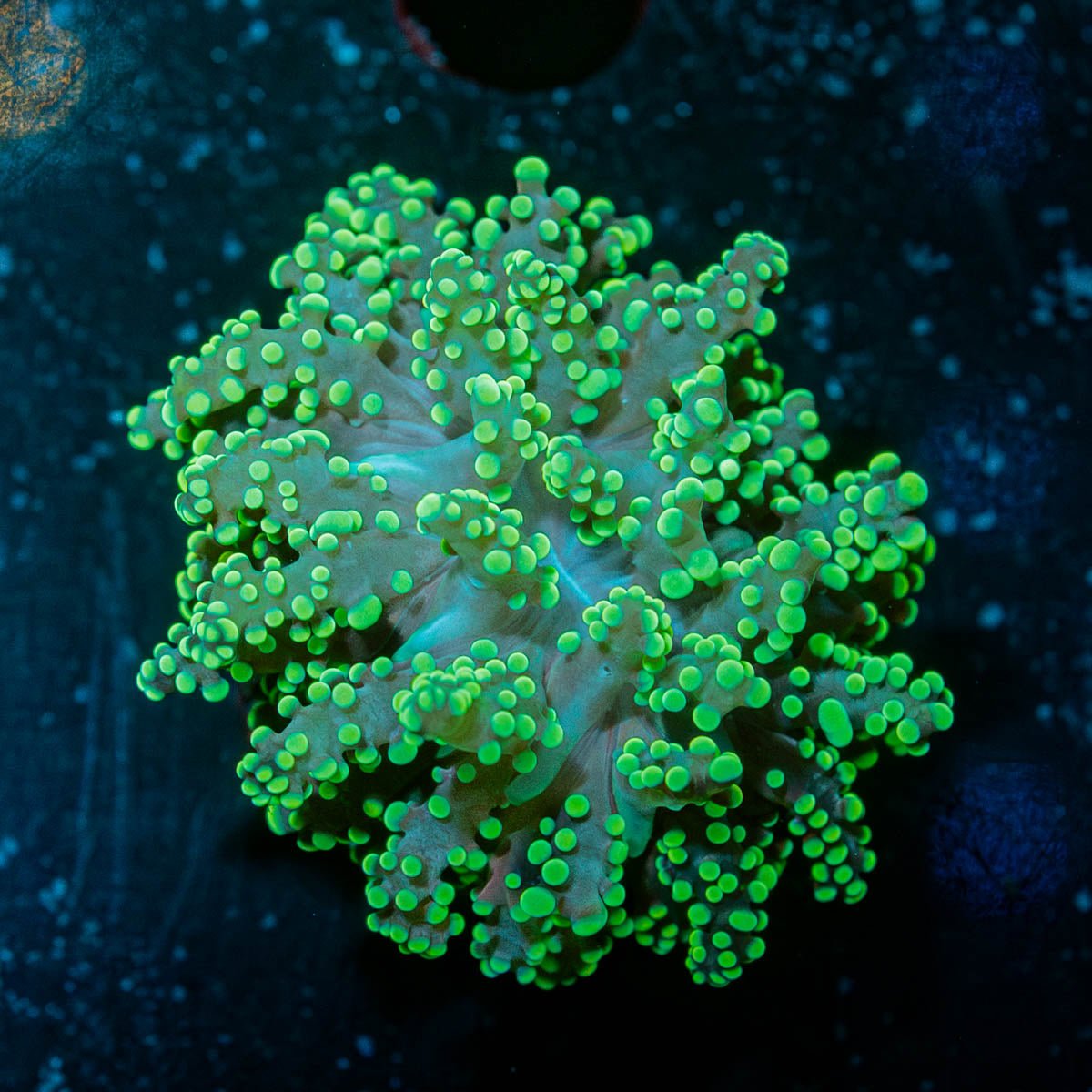 Neon Green Octospawn - riptide aquaculture llc