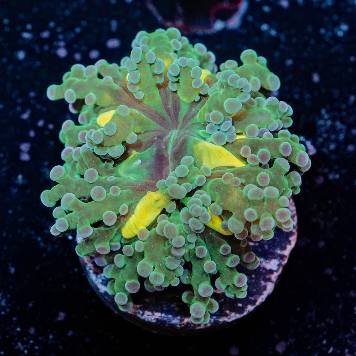 Classic Frogspawn - riptide aquaculture llc