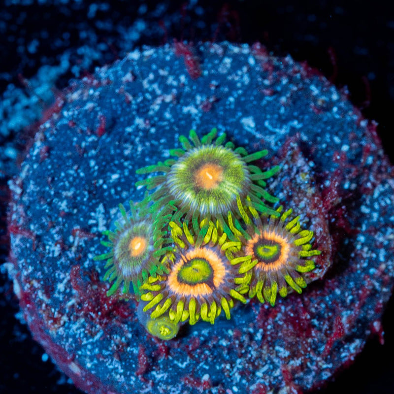 Zoanthid Combo