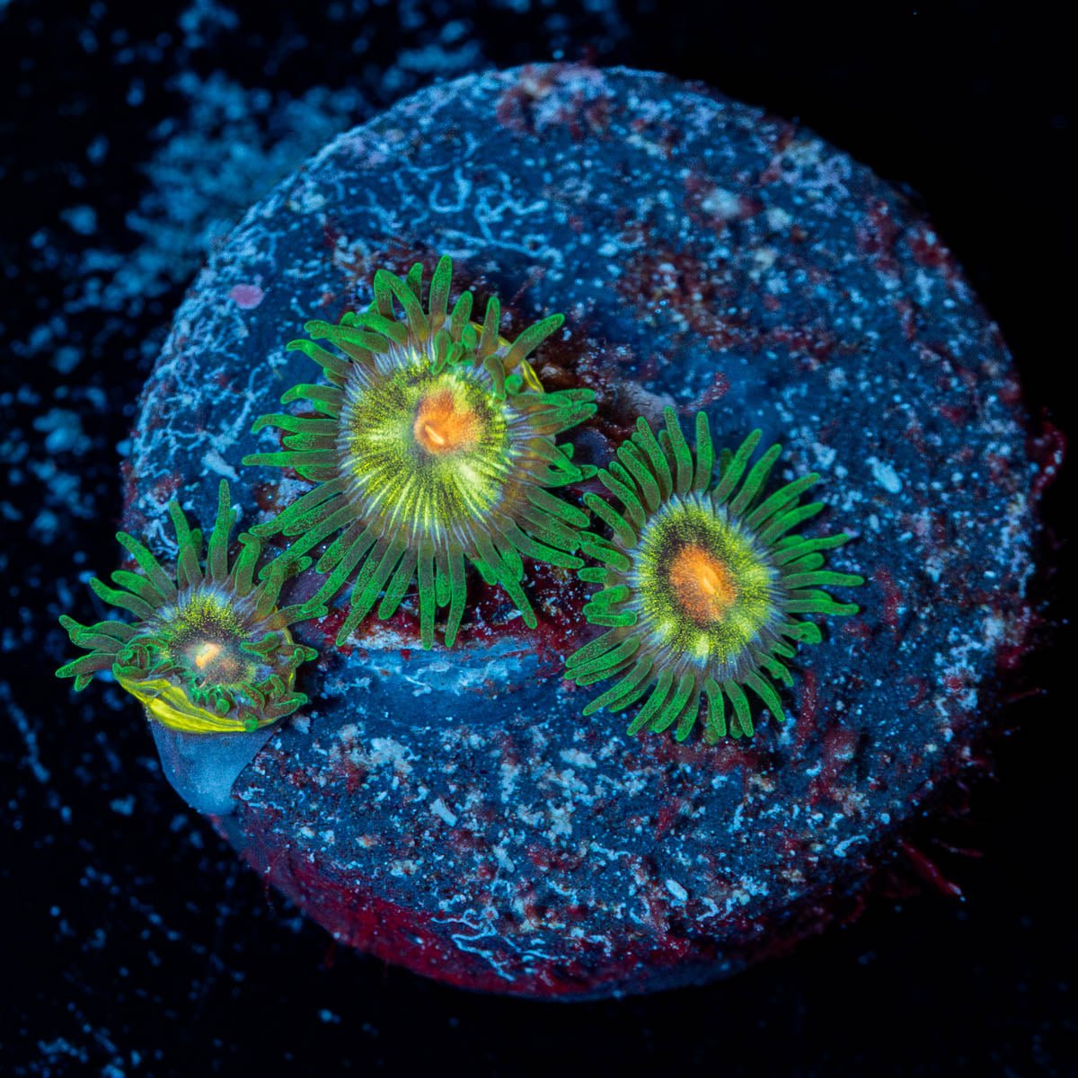 Daisy Cutters Zoanthid - riptide aquaculture llc