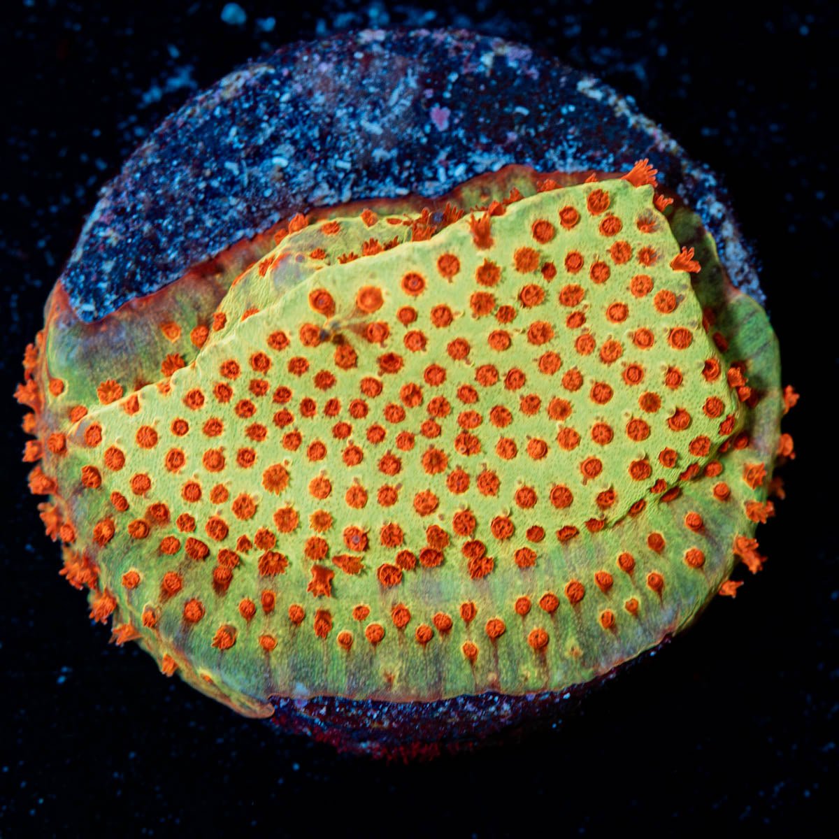 Burning Banana Stylocoeniella - riptide aquaculture llc