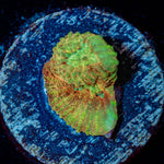 Starscream Favia - riptide aquaculture llc