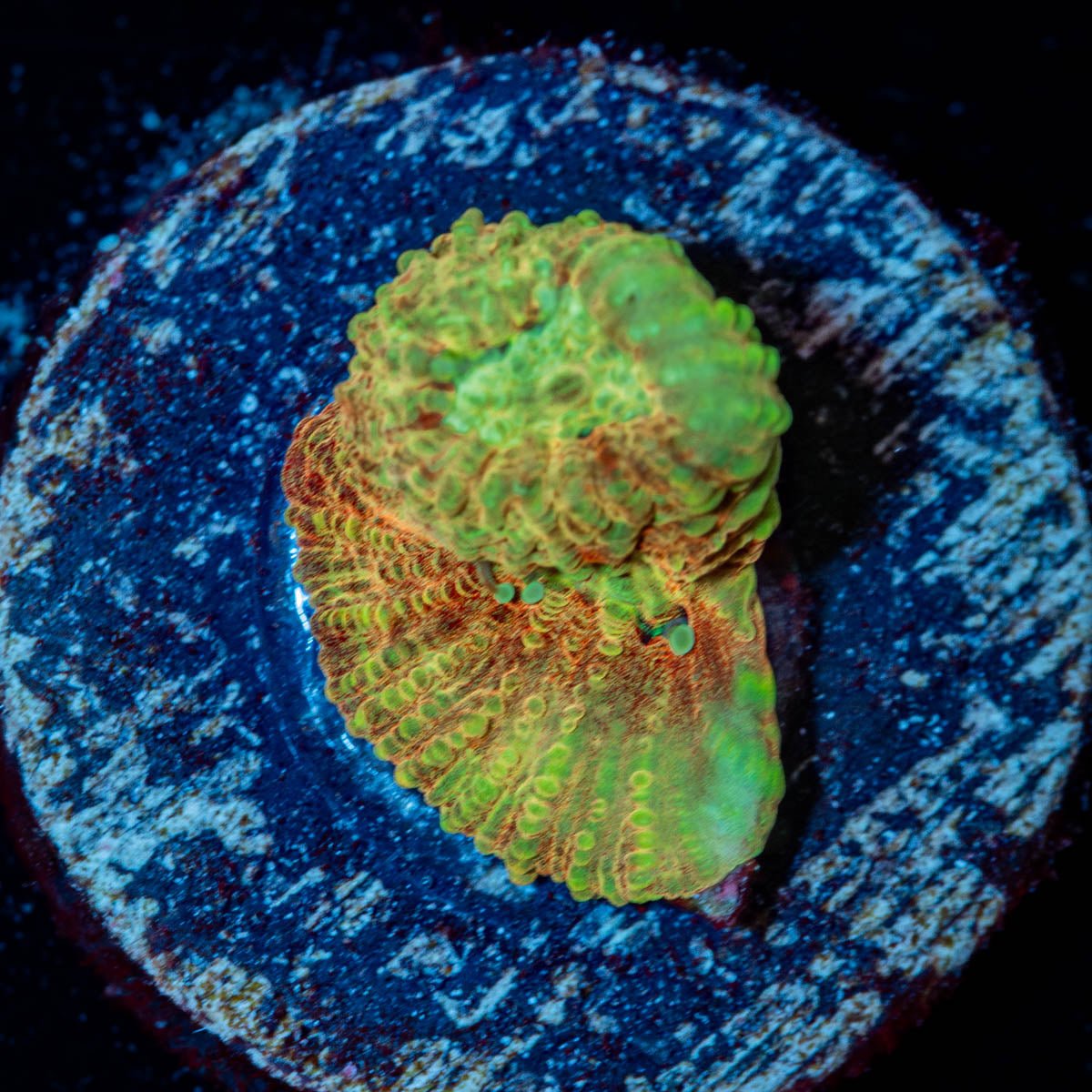 Starscream Favia - riptide aquaculture llc