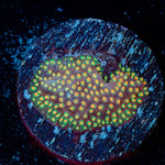 Looney Tunes Stylocoeniella - riptide aquaculture llc