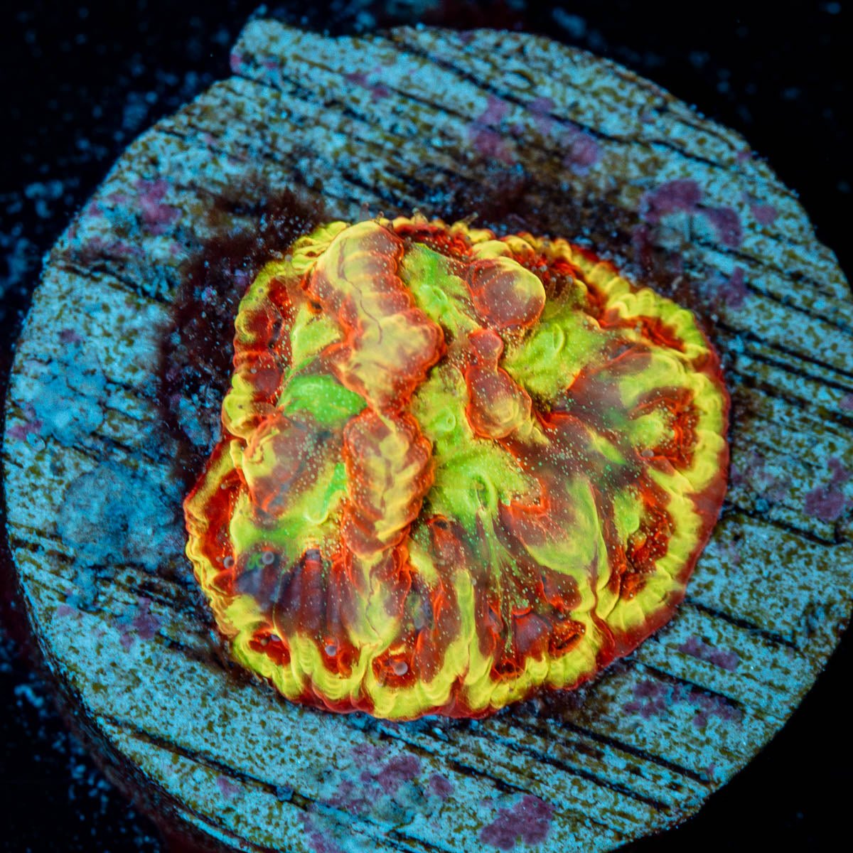 Scorpion King Favia - riptide aquaculture llc