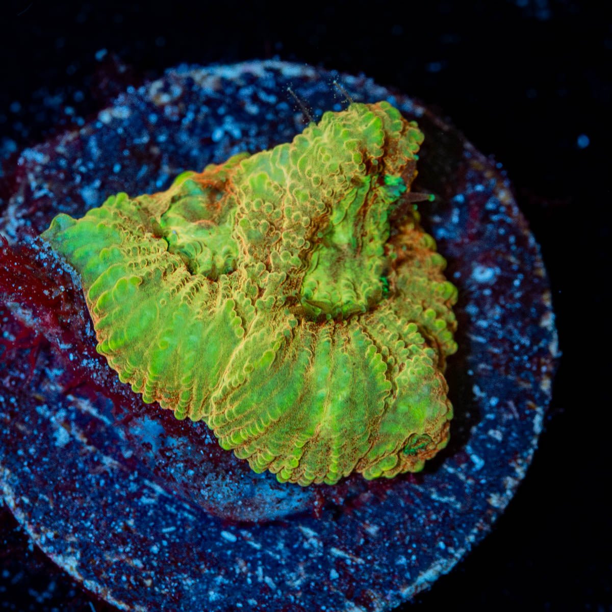 Starscream Favia - riptide aquaculture llc