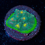 Limewire Chalice - riptide aquaculture llc