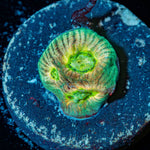 Fantasma Favia - riptide aquaculture llc