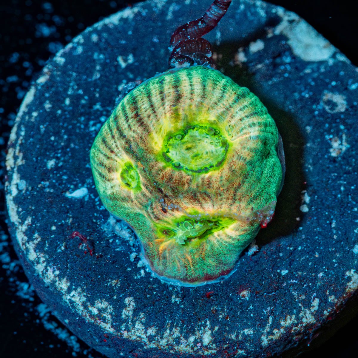 Fantasma Favia - riptide aquaculture llc