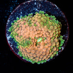 Ultra Ricordea Mushroom - riptide aquaculture llc