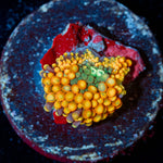 Ultra Ricordea Mushroom - riptide aquaculture llc