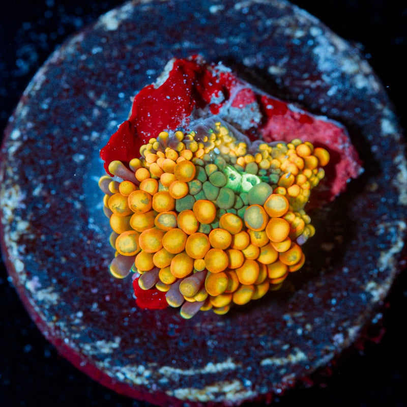 Ultra Ricordea Mushroom