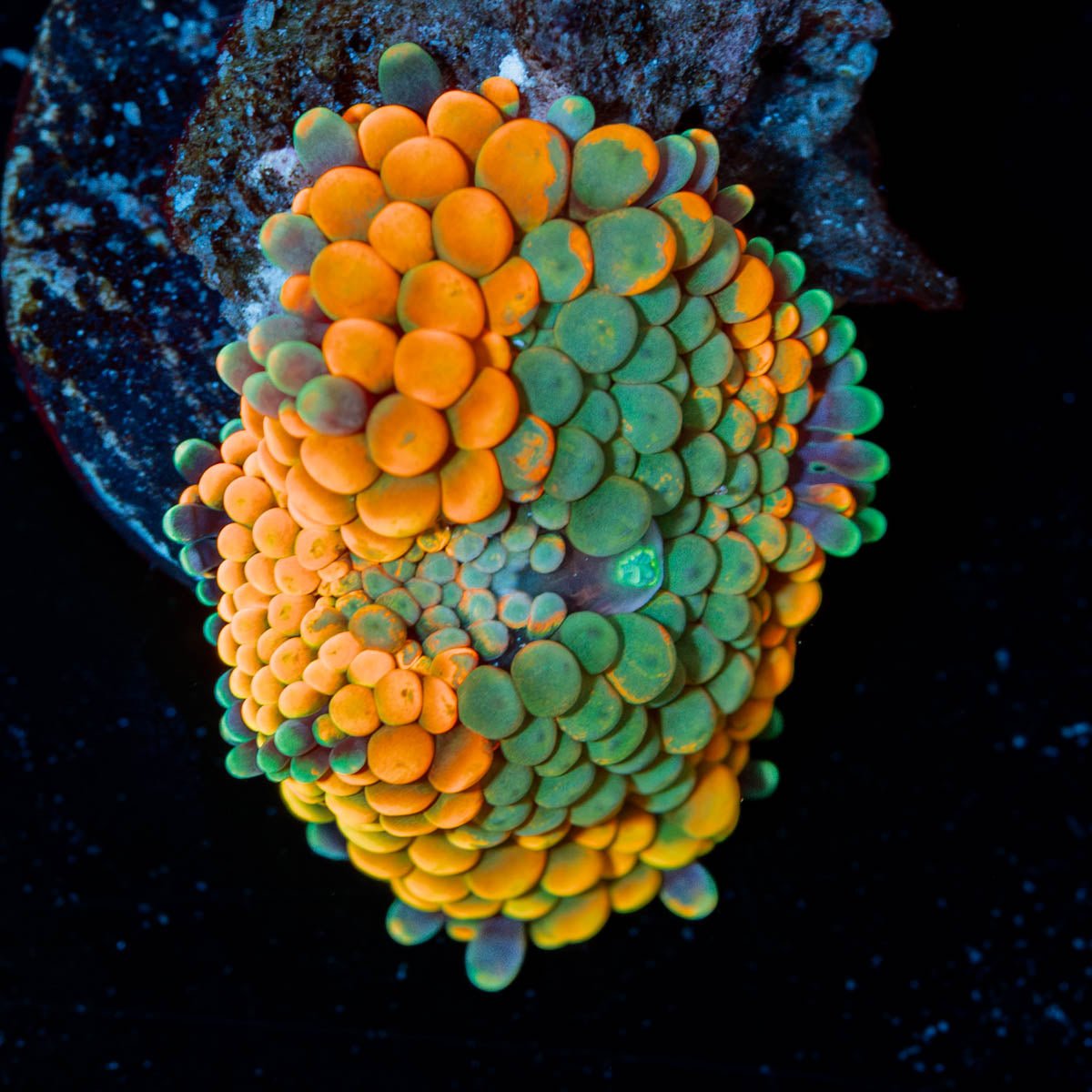 Ultra Ricordea Mushroom - riptide aquaculture llc