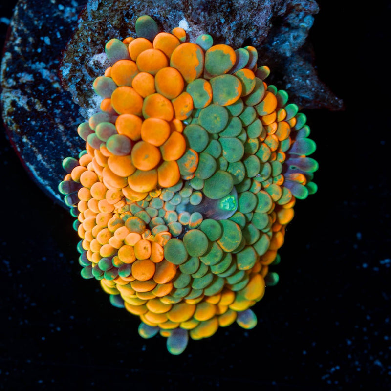 Ultra Ricordea Mushroom