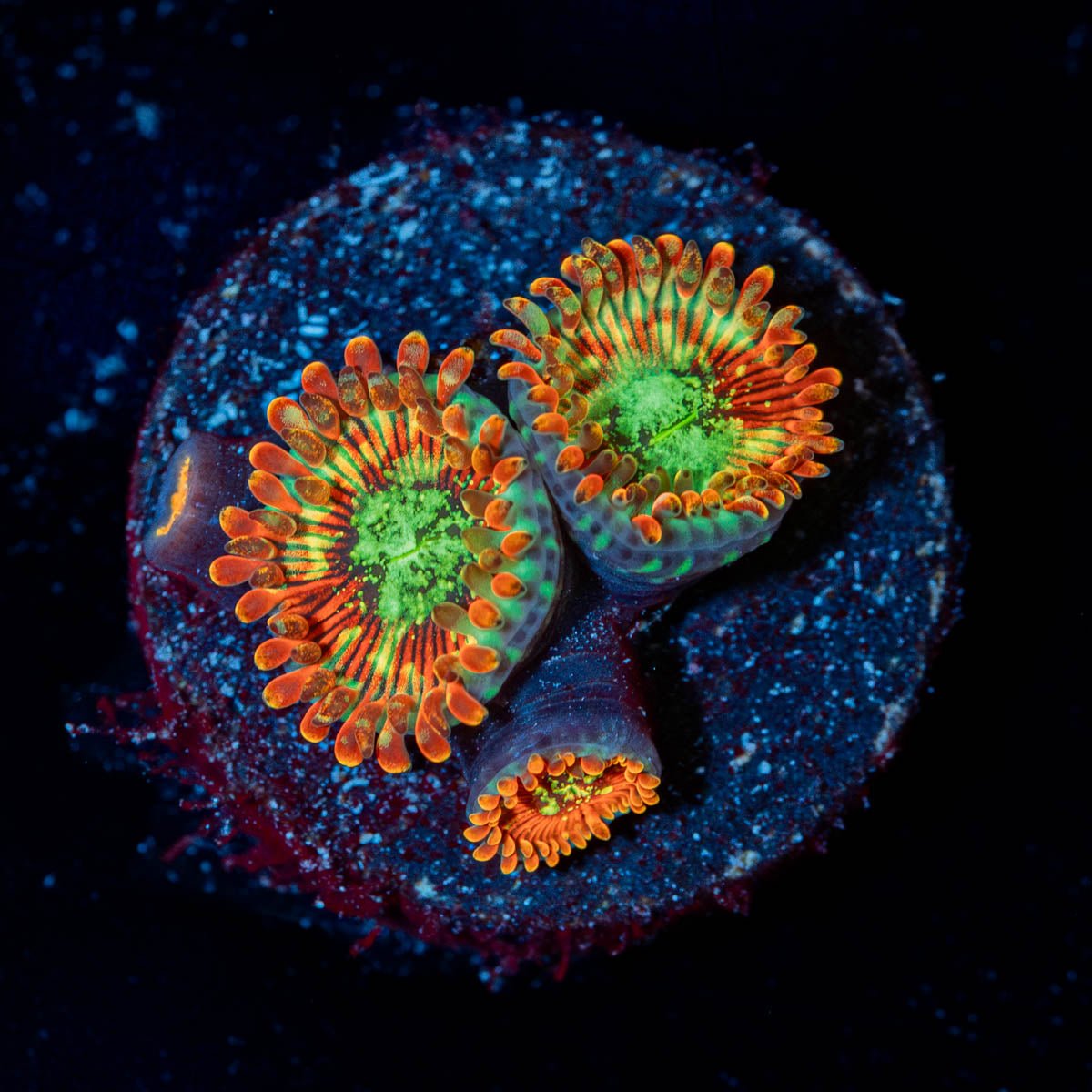 Dark Magicians Zoanthid - riptide aquaculture llc