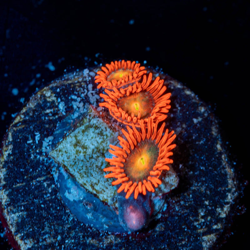 Punk Rockers Zoanthid