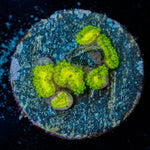 Emeralds Muals Zoanthid - riptide aquaculture llc